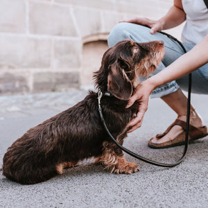 Leash Round & Soft Canadian Up