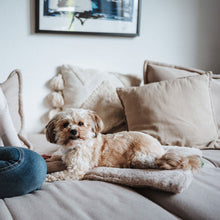 Dog Mat Rockford