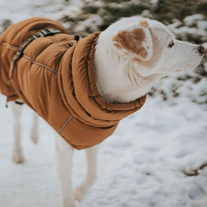 Dog Coat Paxson Kutyakabát