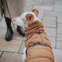 Dog Coat Paxson Kutyakabát