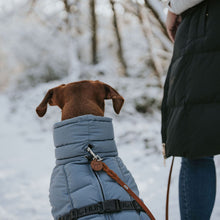 Dog Coat Paxson Kutyakabát