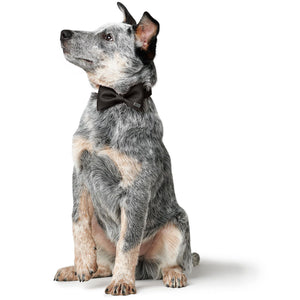 Collar bow tie Paris