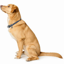 Training Collar Malibu