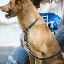 Training Collar Malibu