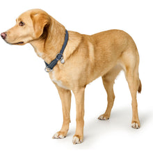 Training Collar Malibu