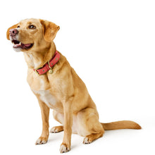 Collar Malibu