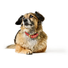 Collar Malibu
