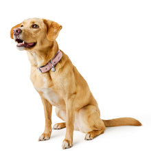 Collar Malibu