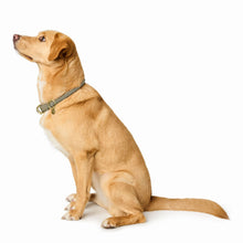 Training Collar Malibu