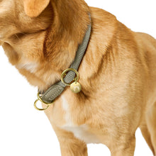 Training Collar Malibu