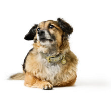 Collar Malibu