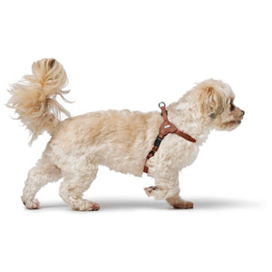 Harness Soho Mini