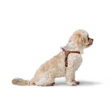 Harness Soho Mini