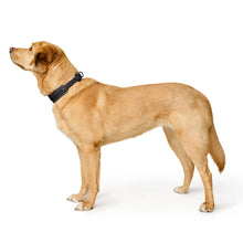 Collar Havanna Mini