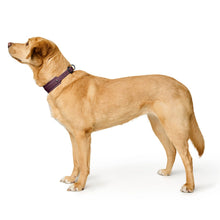 Collar Havanna Mini