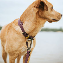 Training leash Havanna 20/200