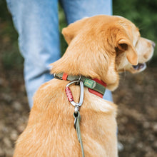 Training leash Havanna 20/200