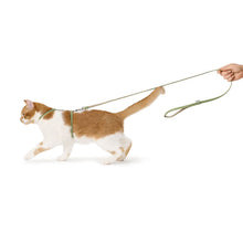 Cat harness set Kirs