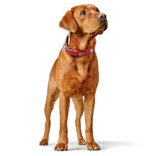 Collar Magic Star