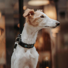 Dog Collar Madona
