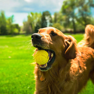 Fetch toy for dogs FLINGERZ™ Ball