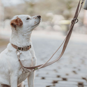 Training leash Inari