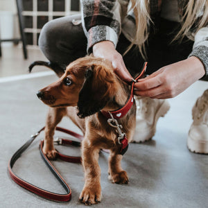 Training leash Love