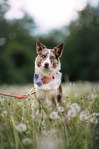 Color Block Martingale Nyakörv