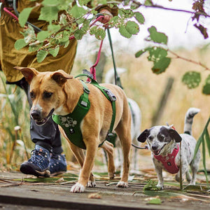 Hurtta Weekend Warrior Harness II ECO