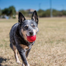 Dog toy KONG® Ball