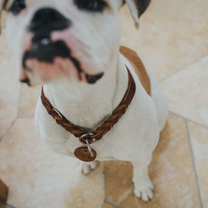 Training collar Solid Education