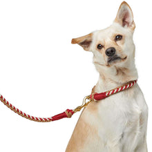 Collar Tinnum