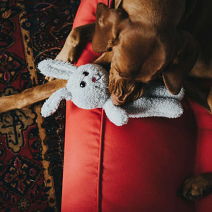 Dog toy Terni